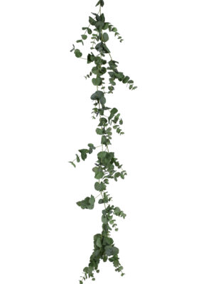 Eucalyptus girlang
