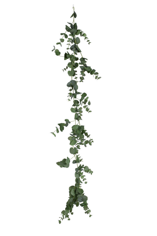 Eucalyptus girlang