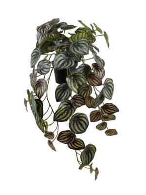 PEPEROMIA 45 CM