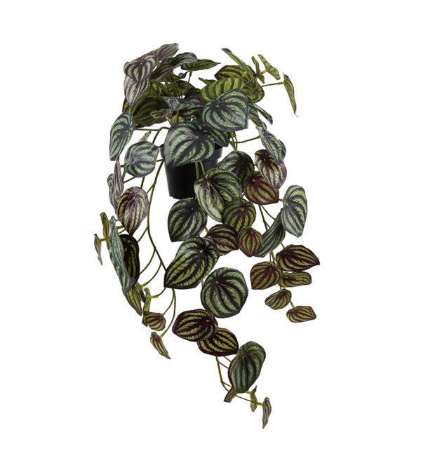 PEPEROMIA 45 CM